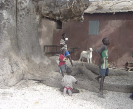 Mystery baobab