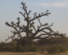 Mystery baobab far