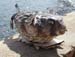 06blowfish0692