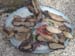 07mussels1204