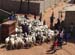 10goat_herd0094
