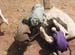 11feed_for_goats0096
